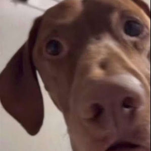 Meet your Posher, Jay